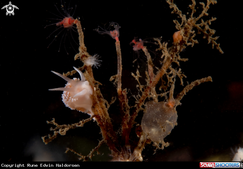 A Chopyrella verrucosa