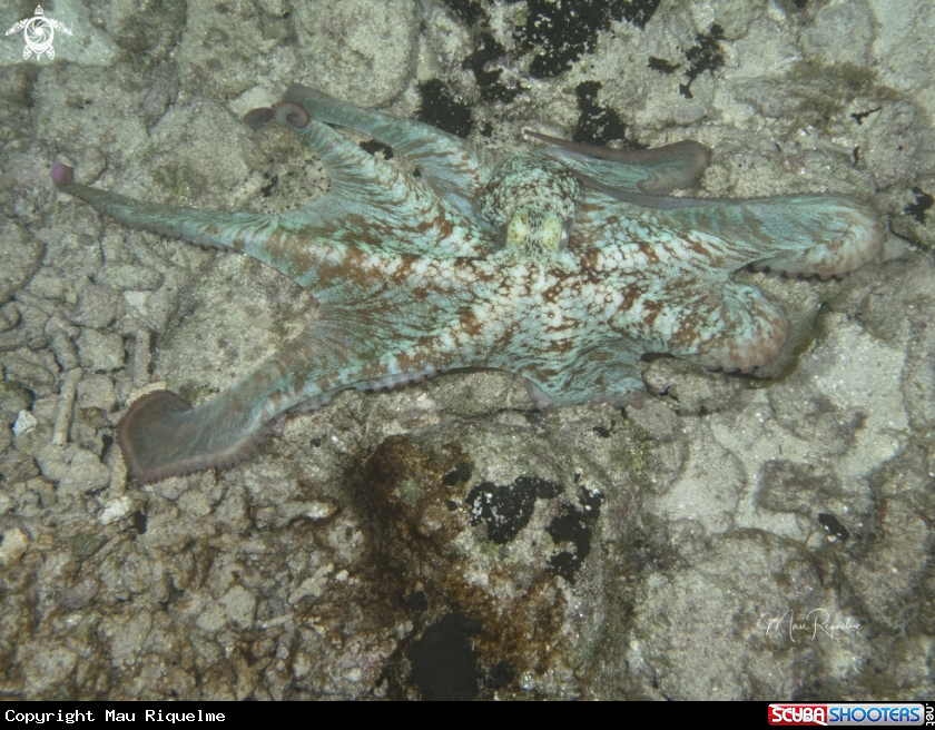 A Caribbean Reef Octopus