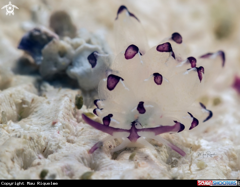 A Harlequin Glass Slug