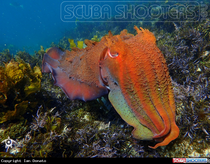 A Australian giant cuttlefish