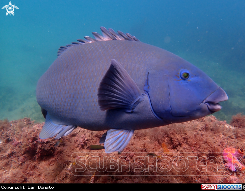 A Eastern blue groper