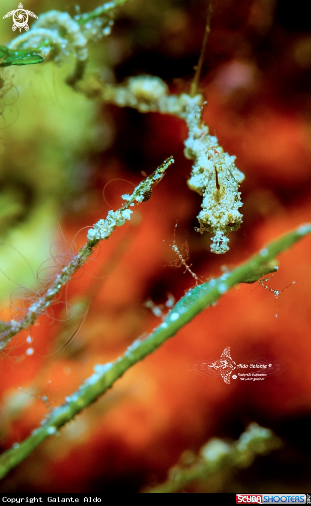 A Lembeh Seadragon - Skeleton Shrimp