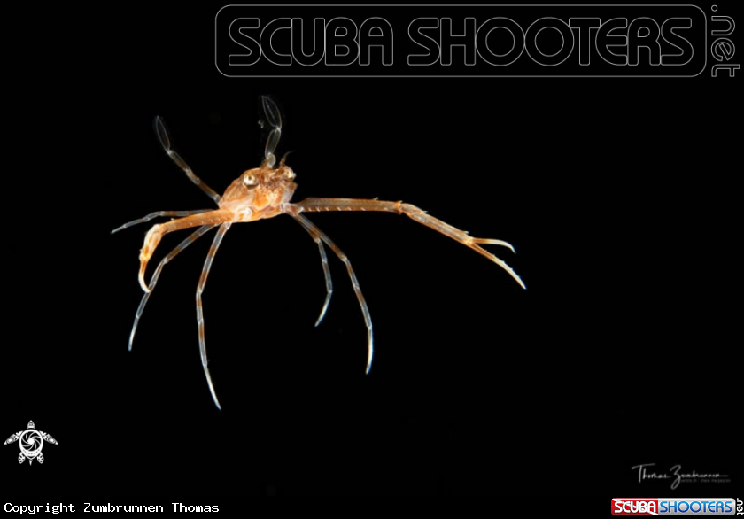 A Swimming crab