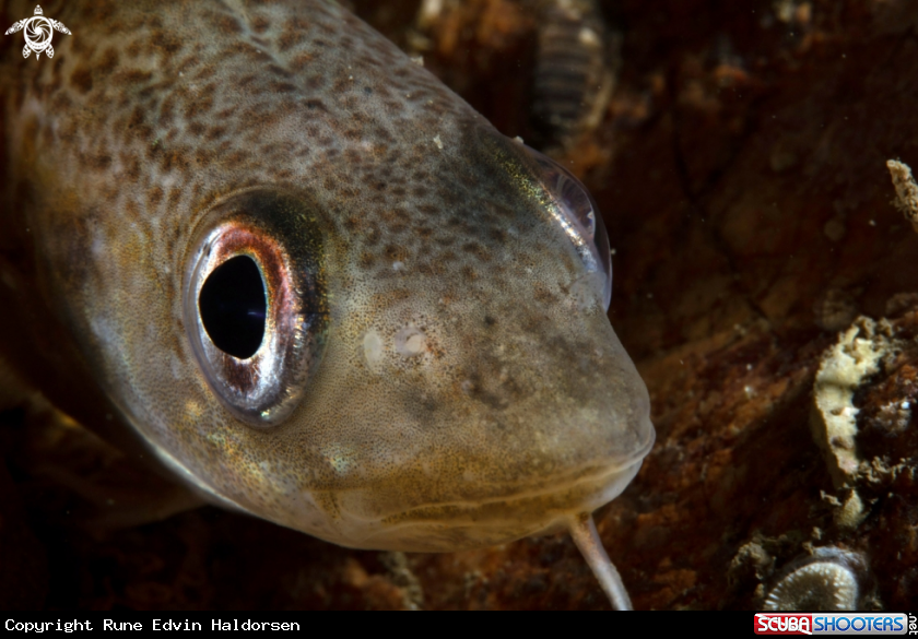 A Atlantic cod