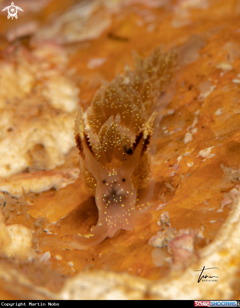 A Facelina annulicornis