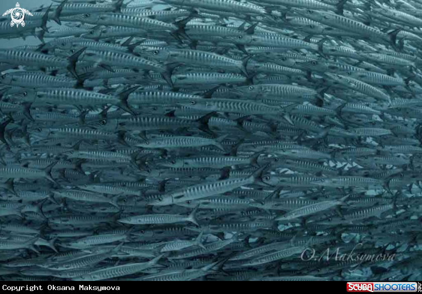 A School of Blackfin barracuda (Sphyraena qenie)