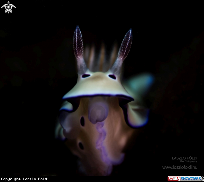 A Nudibranch