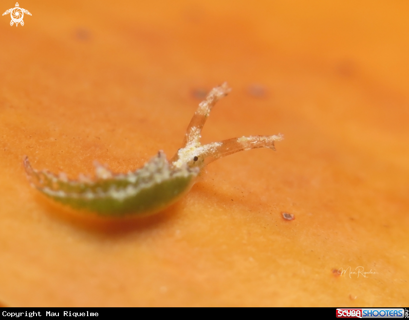 A Elysia subornata