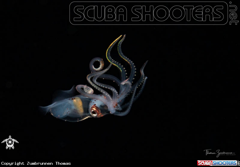 A Sharp eared enope squid 