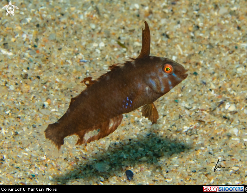 A Pearly Razorfish
