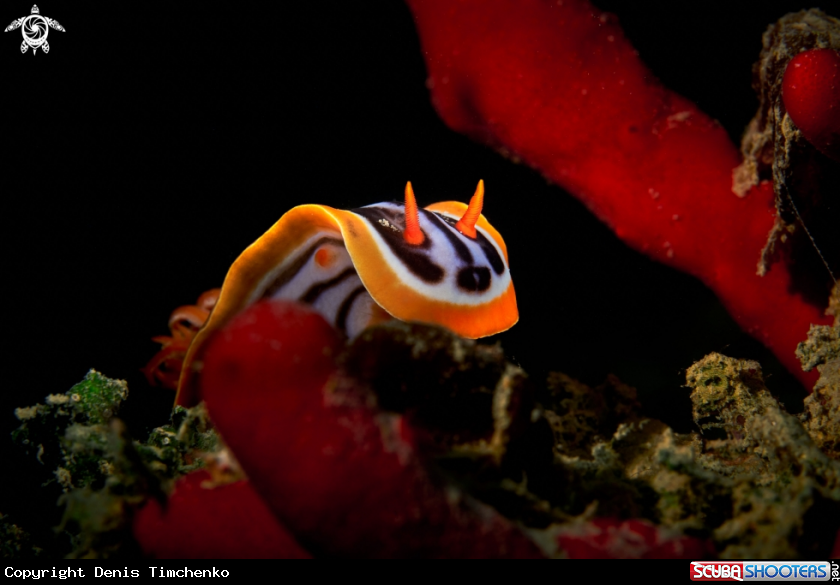 A NUDIBRANCH