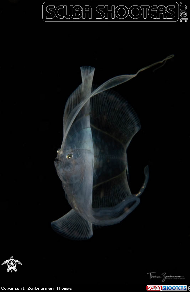 A Flounder 