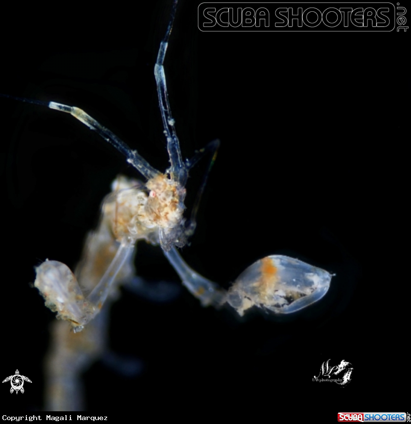 A Skeleton Shrimp 
