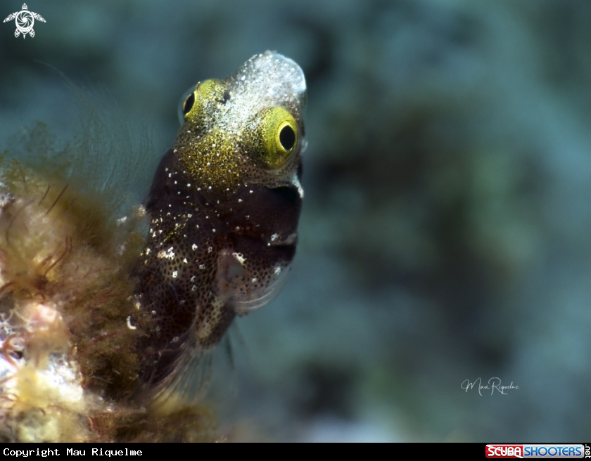 A  Spinyhead Blenny