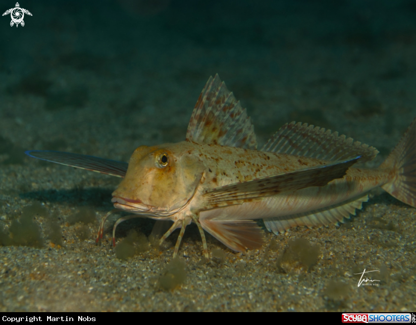 A Streaked Gurnard