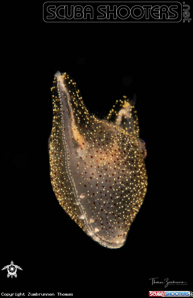 A Comb jelly