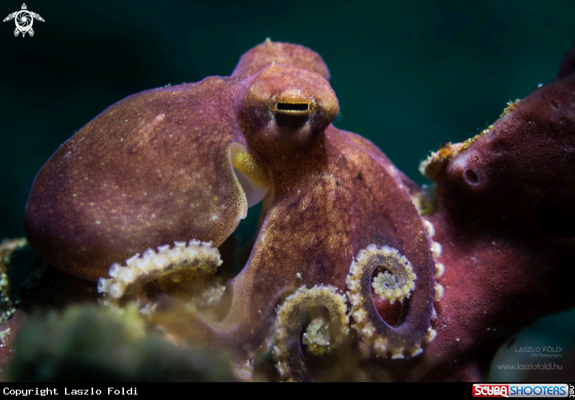 A Blue-ringed octopus 
