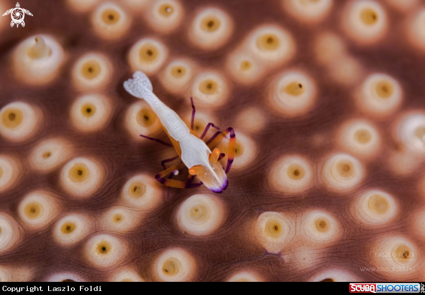 A Emperor shrimp