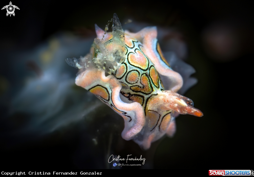 A Nudibranch