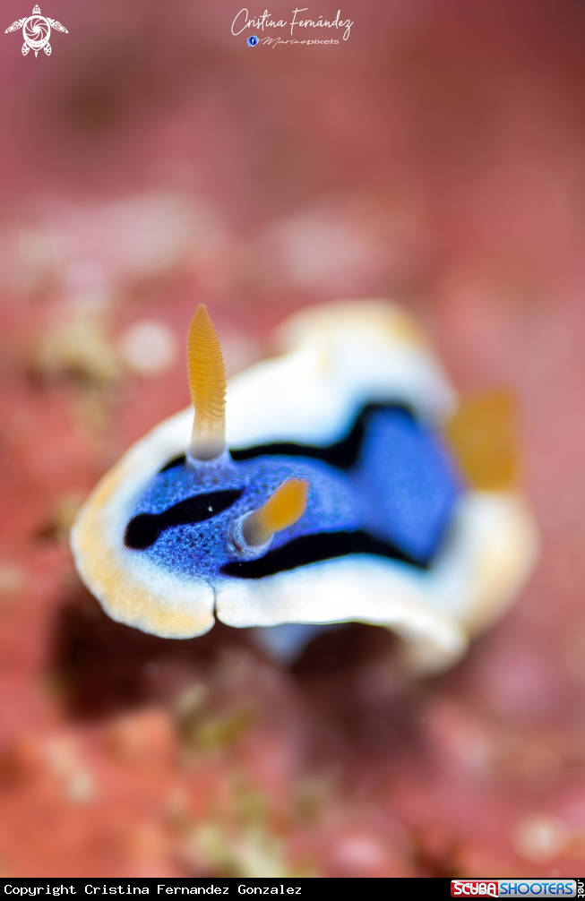 A Nudibranch