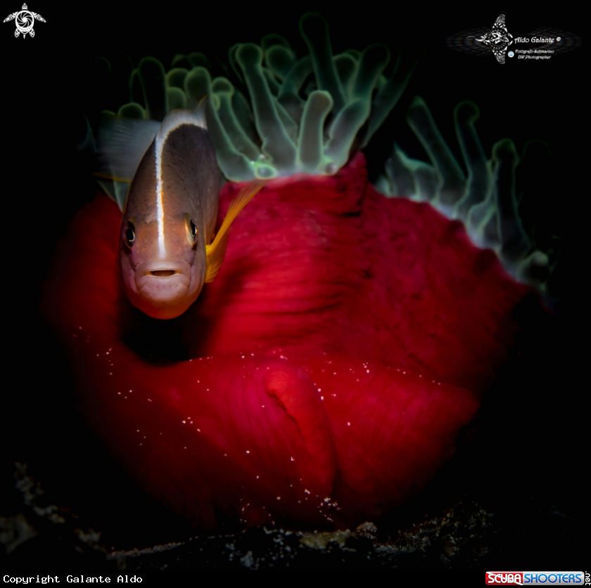 A Skunk Clownfish