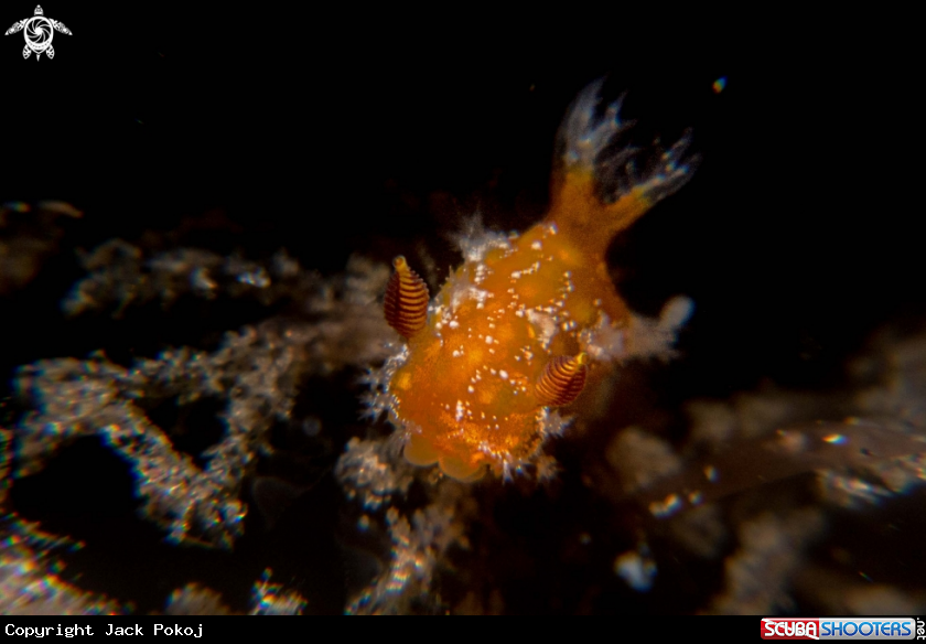 A Plocamopherus sp. 