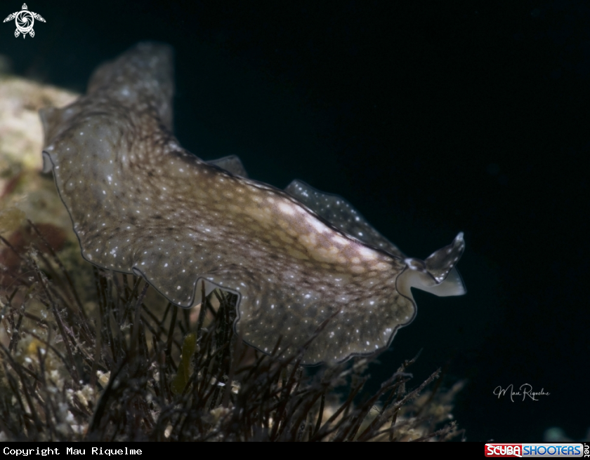 A Reticulated Flatworm