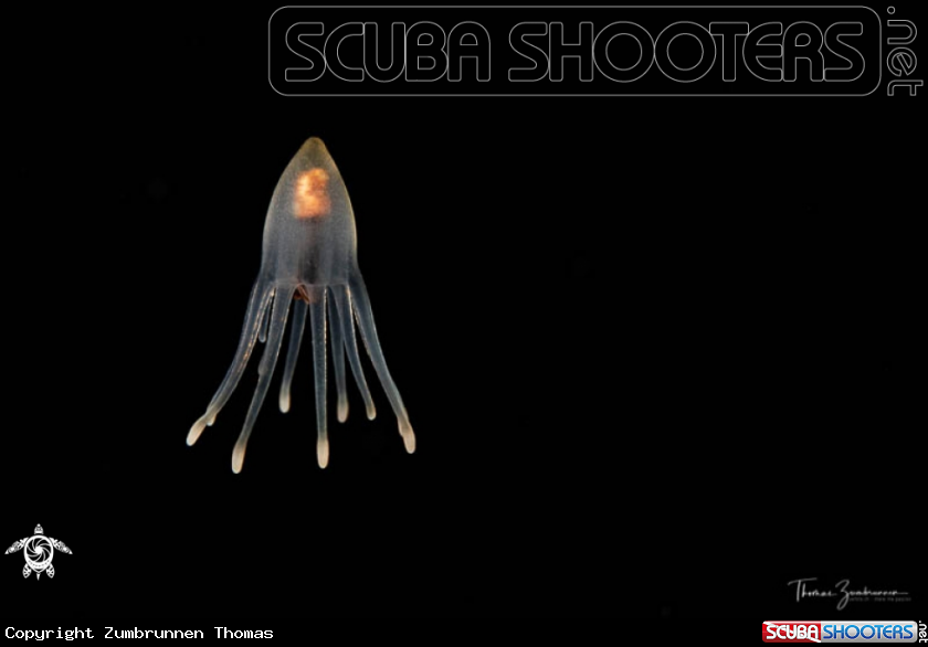 A Tube anemones