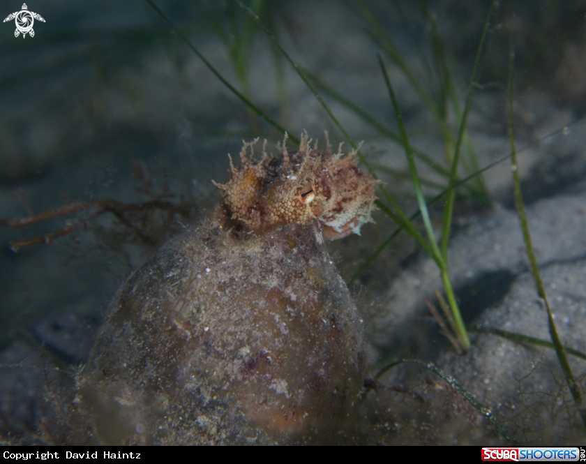 A Octopus
