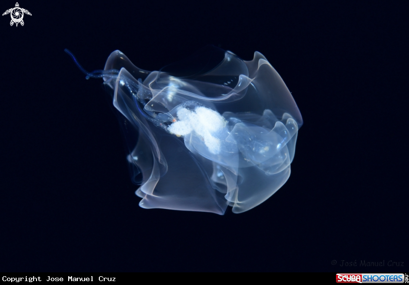 A Pelagic Tunicate