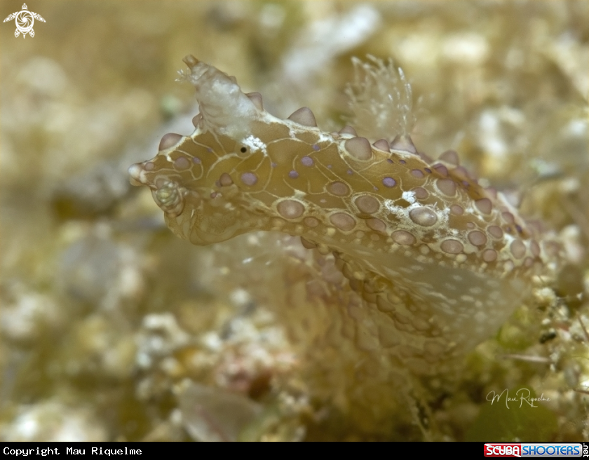 A Baba’s Seahare