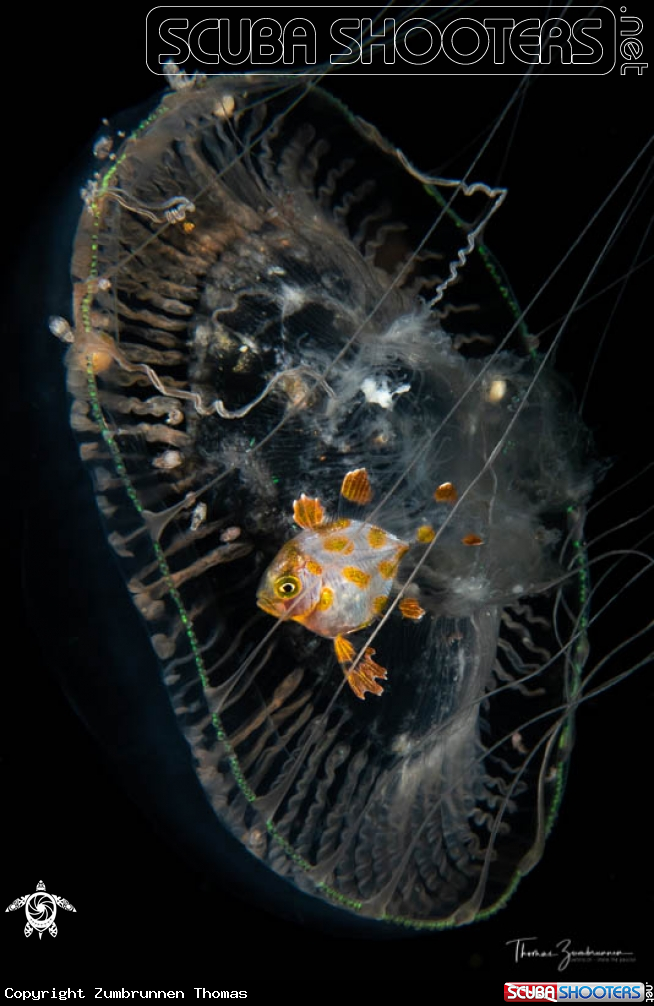 A Jellyfish 