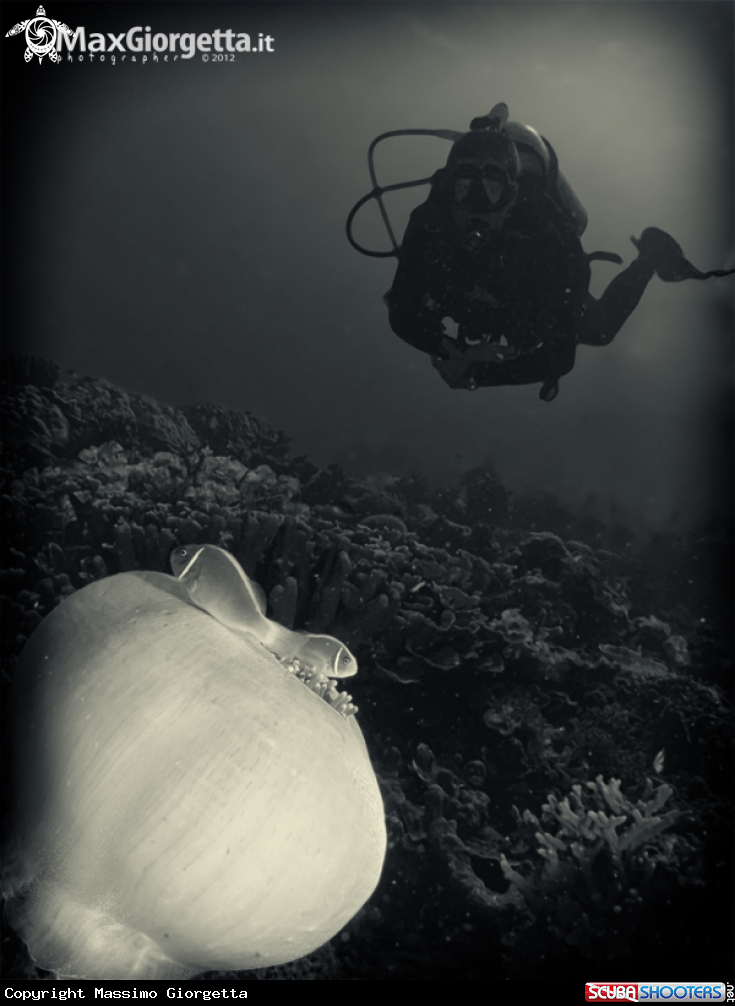 A underwater creature