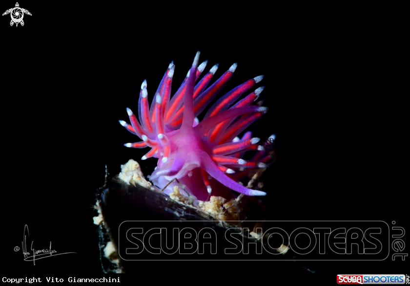 A Flabellina pedata
