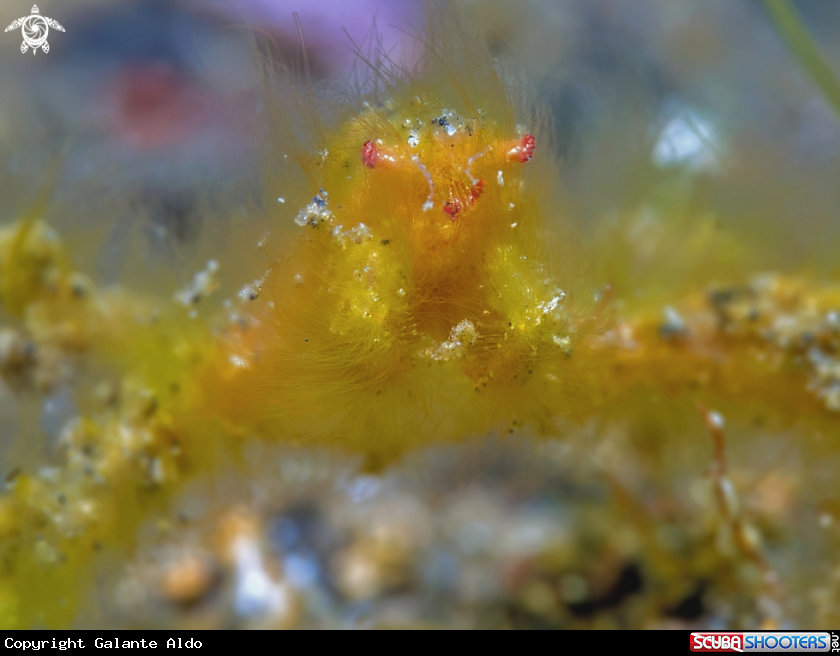 A Orangutang Crab