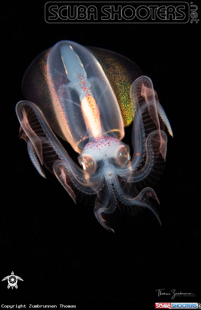A Diamond squid 