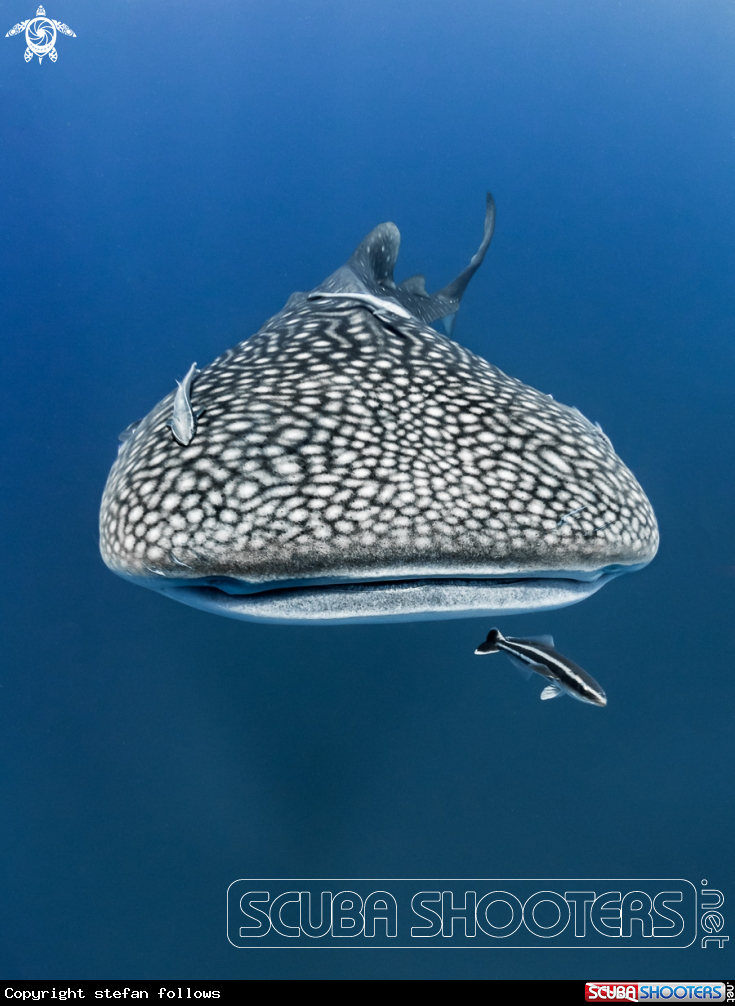 A Whale Shark