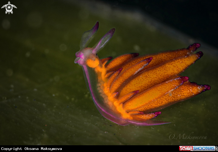 A Tiny nudibranch Hermaea sp. 