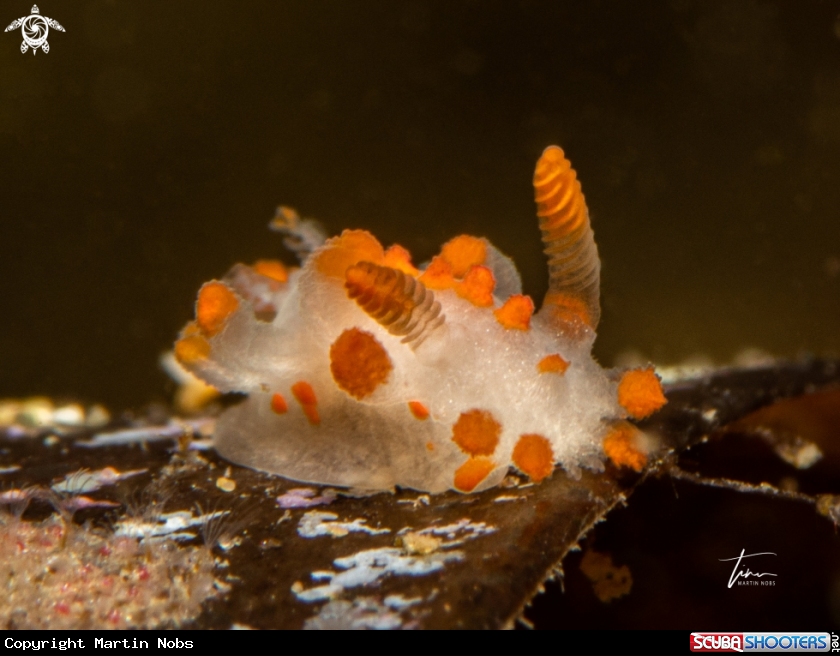 A Limacia inesae