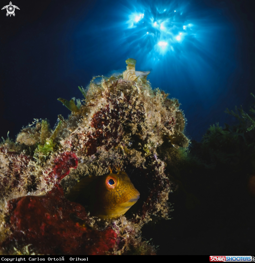 A Blenny