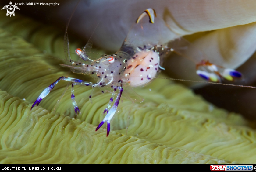 A Cleaner shrimp 