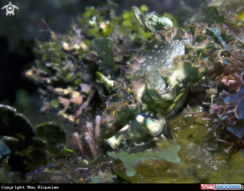 A Lettuce Sea Slug