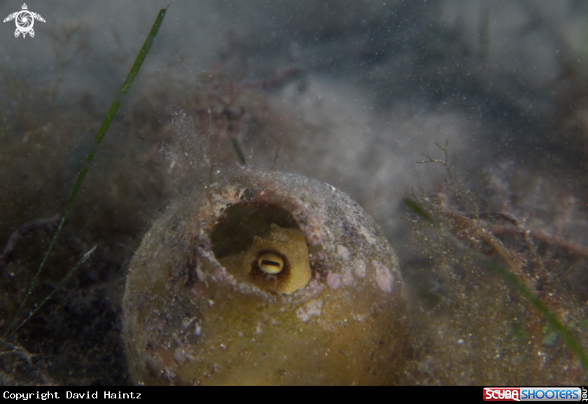 A Octopus