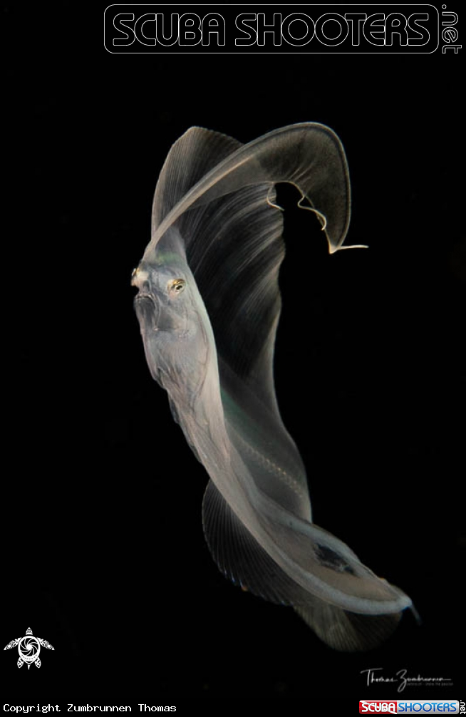 A Flounder