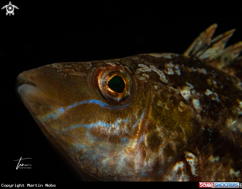 A Green wrasse