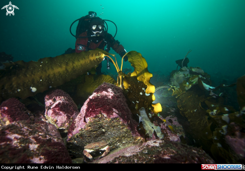 A Diver, kelp & Crab