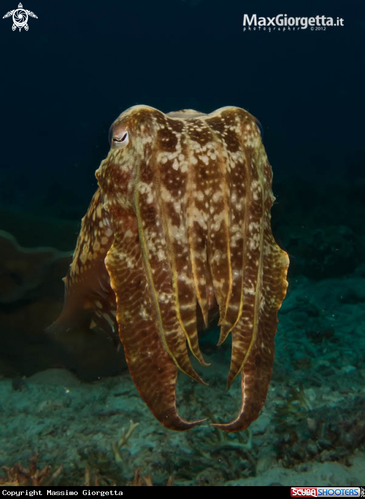 A underwater creature
