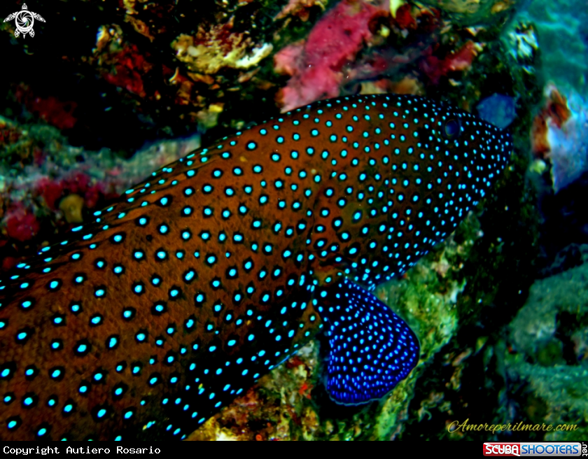 A Cephalopholis miniata