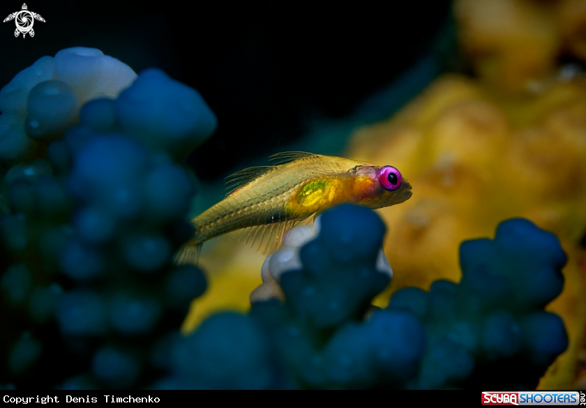 A FISH