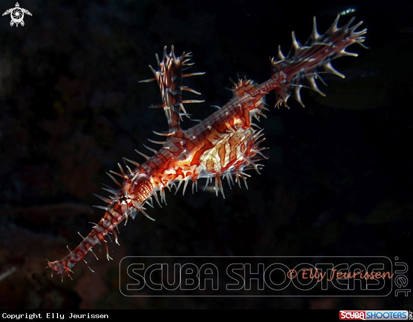 A Ornate Ghost Pipe Fish